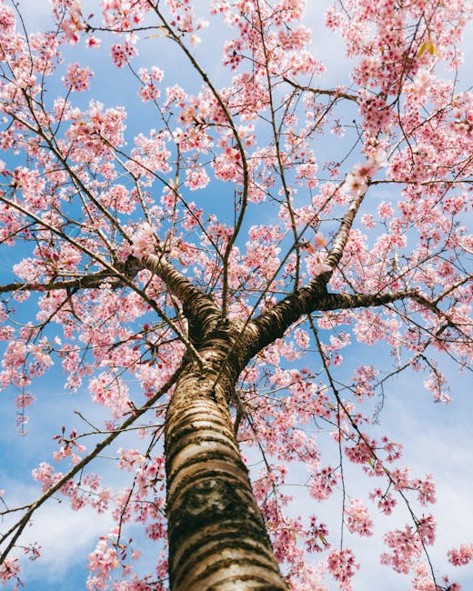 Cherry Blossom Tree